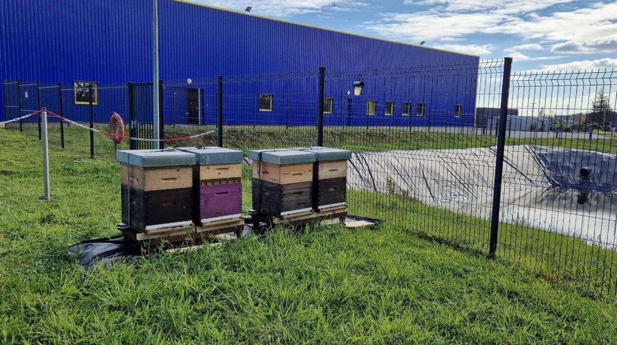 Installation de 4 ruches par Abellia BZH chez l’entreprise Guy Cotten en Bretagne, dans le cadre d’un projet de parrainage d’abeilles pour la biodiversité
