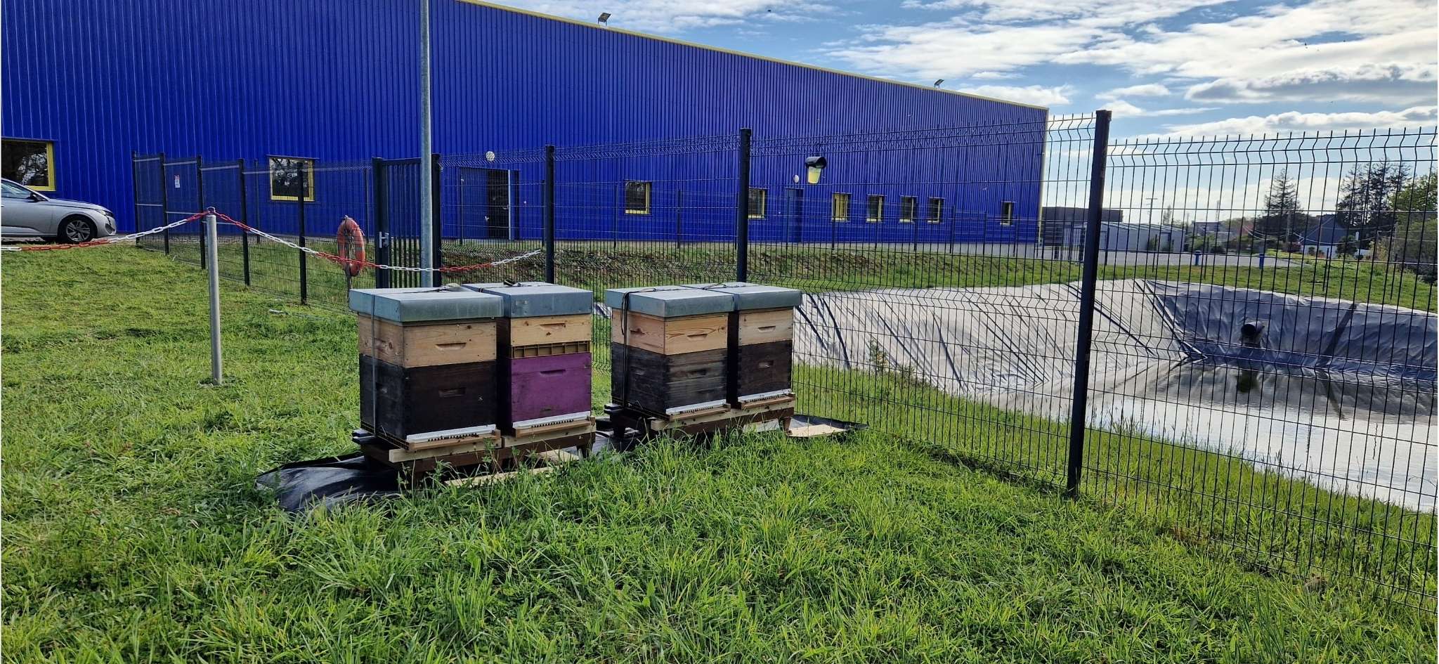 Installation de 4 ruches par Abellia BZH chez l’entreprise Guy Cotten en Bretagne, dans le cadre d’un projet de parrainage d’abeilles pour la biodiversité