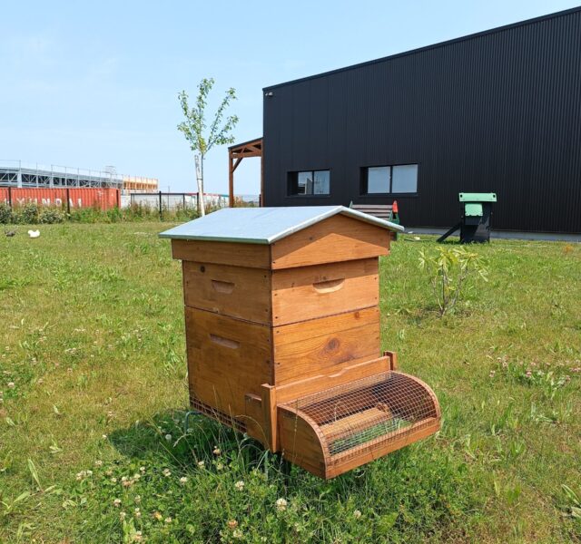 Installation de 1 ruche par Abellia chez l’entreprise C WEED en Bretagne, dans le cadre d’un projet de parrainage d’abeilles pour la biodiversité