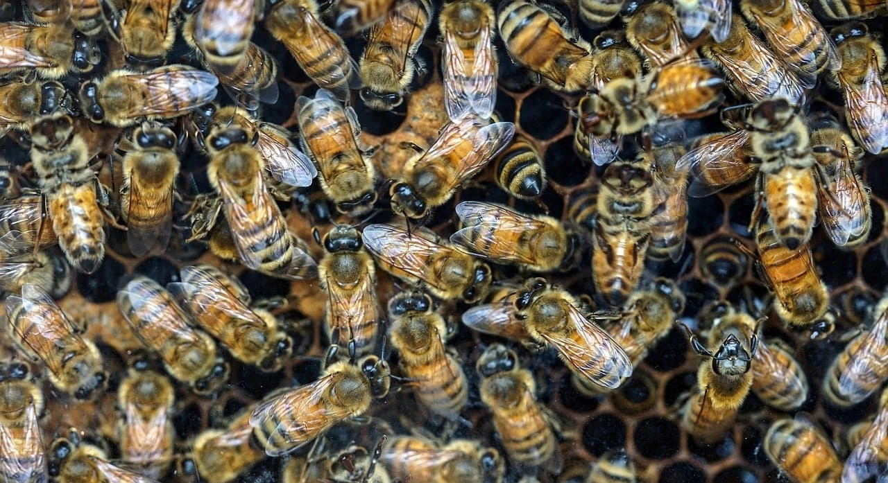 Vue rapprochée d'une colonie d'abeilles travaillant dans une ruche, mettant en avant leur rôle essentiel dans la pollinisation et leur organisation, parfaite pour illustrer l'importance des ruches en Bretagne et en entreprise.