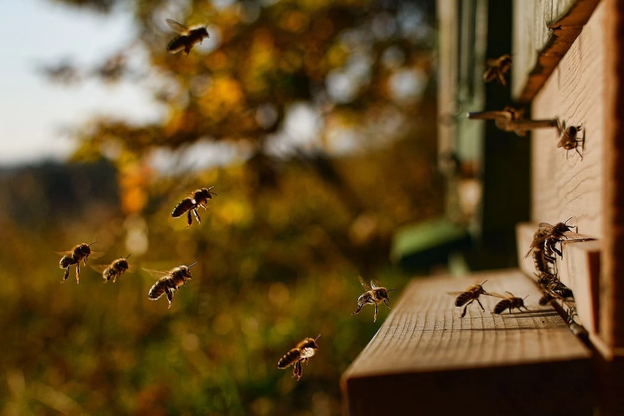 Abeilles en vol entrant et sortant d'une ruche en bois au coucher du soleil, illustrant l'activité des ruches en Bretagne et l'importance des pollinisateurs pour la biodiversité.