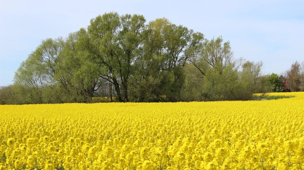 Un champ de Colza au début du printemps, idéal pour les abeilles.