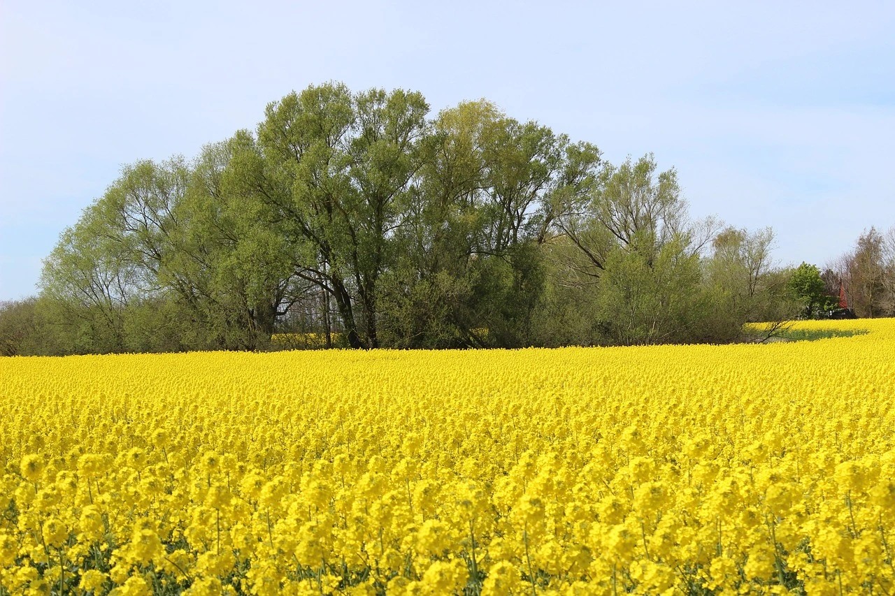 Un champ de Colza au début du printemps, idéal pour les abeilles.
