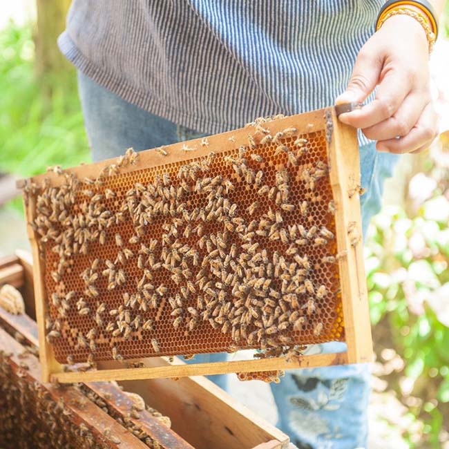Cadre de ruche rempli d’abeilles tenu par un apiculteur lors d’une inspection