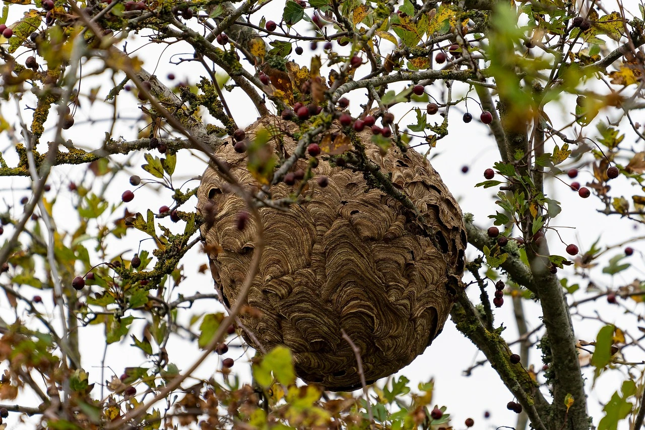 Grand nid de frelon asiatique dans un arbre