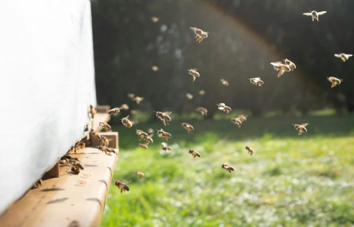 Des abeilles rentrent et sortent de la ruche