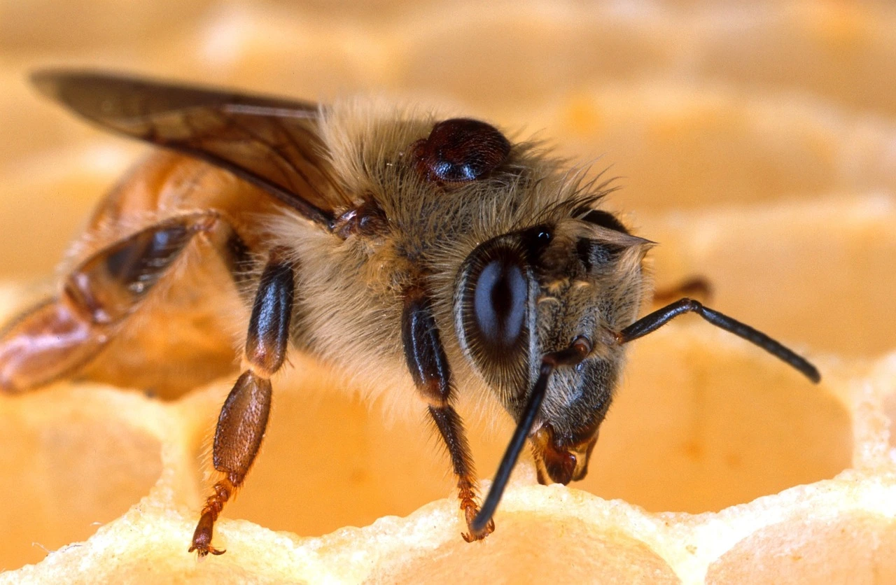 Abeille dans la ruche infestée par le varroa destructor