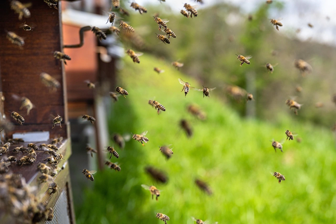 Abeilles en vol devant la ruche en Bretagne - formation apiculture Ille-et-Vilaine