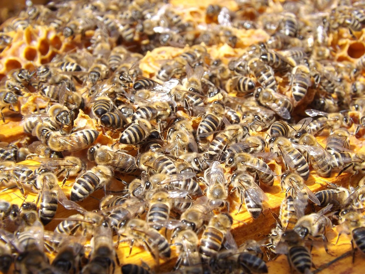 Abeilles sur les cadres de ruche en Bretagne - formation apiculture Rennes