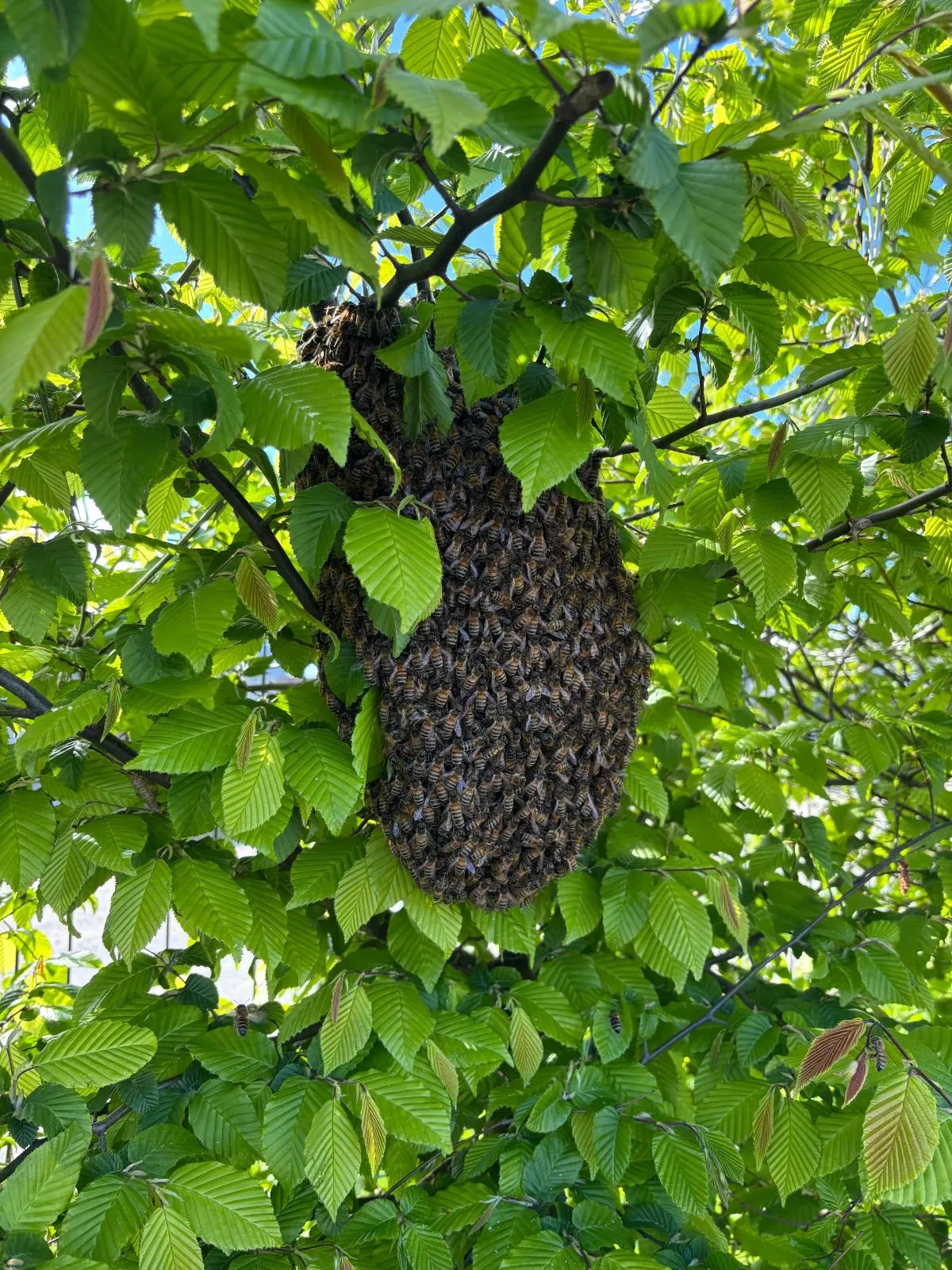 Essaim d'abeilles regroupé sur une branche en Bretagne