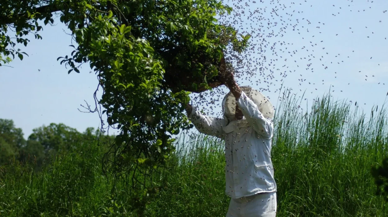 Un apiculteur vêtu d'une combinaison blanche s'occupe d'un essaim sous une branche d'arbre, dans un champ verdoyant. Entouré d'un nuage d'abeilles, il fait preuve d'une grande concentration.