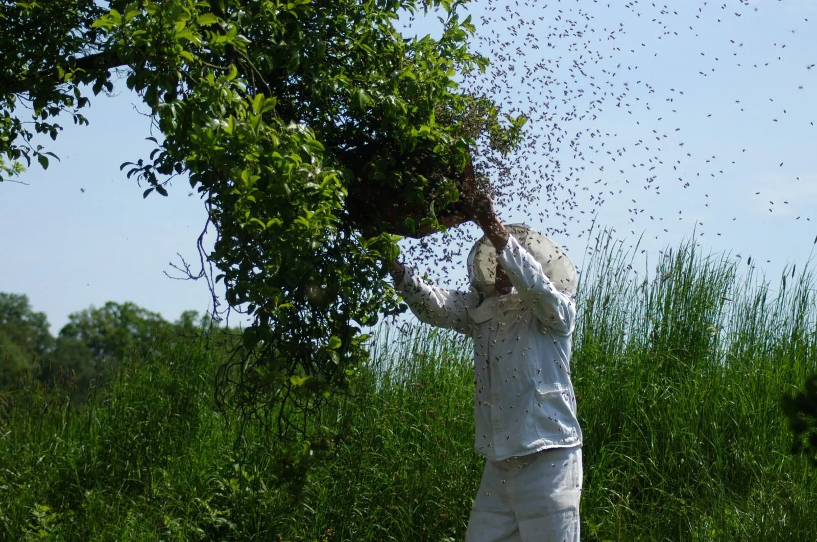Un apiculteur vêtu d'une combinaison blanche s'occupe d'un essaim sous une branche d'arbre, dans un champ verdoyant. Entouré d'un nuage d'abeilles, il fait preuve d'une grande concentration.